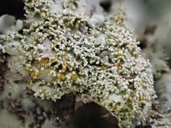 Parmotrema tinctorum