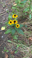 Rudbeckia triloba