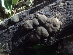 Hypoxylaceae
