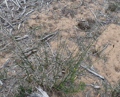 Hellmuthia membranacea