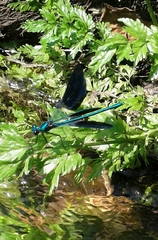 Calopteryx xanthostoma
