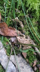 Discoglossus galganoi