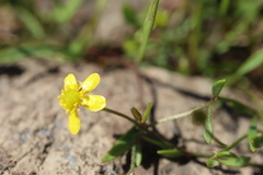 Ranunculus reptans