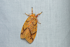 Barsine striata