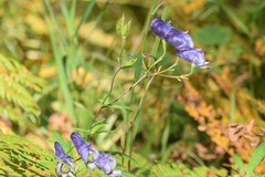 Aconitum volubile