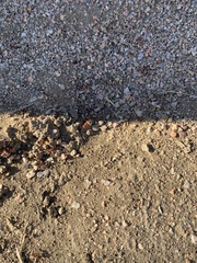 Pogonomyrmex occidentalis