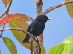 Diglossa albilatera