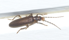 Oedemeridae