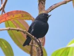 Diglossa albilatera