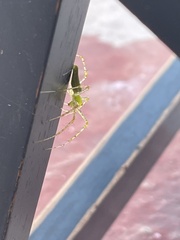 Peucetia viridans