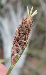 Hellmuthia membranacea