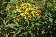 Senecio sarracenicus
