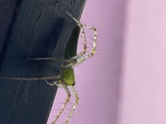 Peucetia viridans