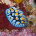 Painted Phyllidia - Photo (c) Mark Rosenstein, some rights reserved (CC BY-NC)
