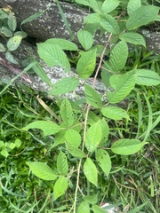 Rubus trivialis