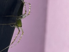 Peucetia viridans