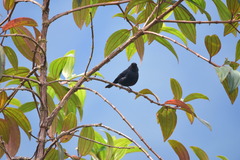 Diglossa albilatera