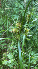 Carex lupulina