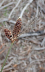 Hellmuthia membranacea