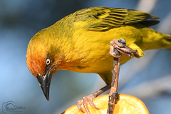 Ploceus capensis
