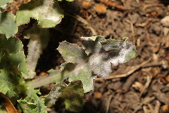 Golovinomyces cichoracearum