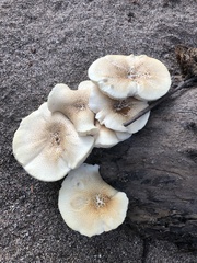 Neolentinus lepideus