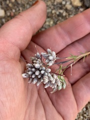 Eriastrum densifolium