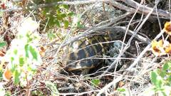 Testudo hermanni