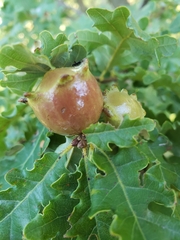 Andricus quercustozae