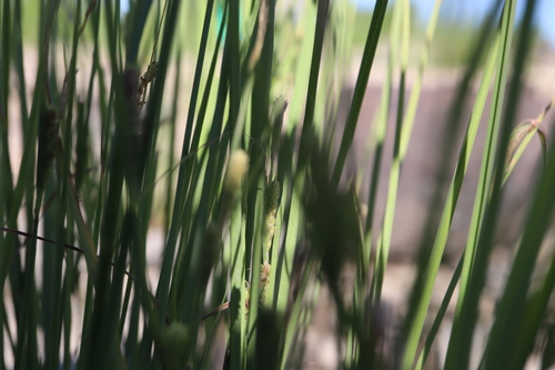 Image of Carex lenticularis by (c) Henry "Nick" Robertson, some rights reserved (CC BY-SA)