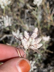Eriastrum densifolium