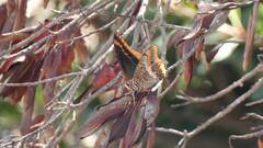 Charaxes jasius