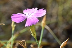 Dianthus chinensis