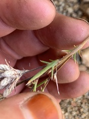Eriastrum densifolium