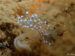 Antiopella cristata