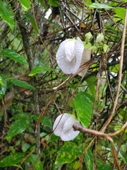 Centrosema arenicola