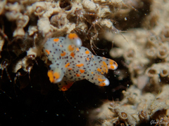 Thecacera pennigera