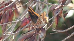 Charaxes jasius