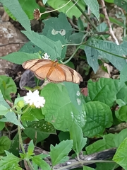 Dryas iulia moderata