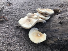 Neolentinus lepideus