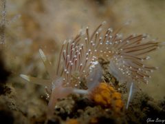 Facelina bostoniensis
