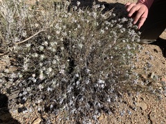 Eriastrum densifolium