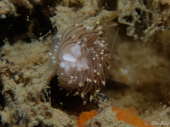 Facelina bostoniensis