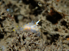 Polycera quadrilineata