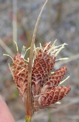 Hellmuthia membranacea