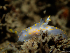 Polycera quadrilineata