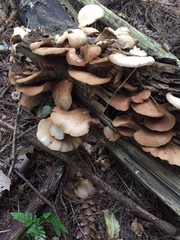 Crepidotus applanatus