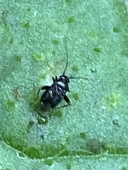 Microtechnites bractatus