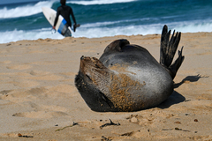 Arctocephalus tropicalis