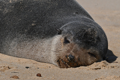 Arctocephalus tropicalis